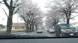 20230402　桜並木(栃木県鹿沼市)