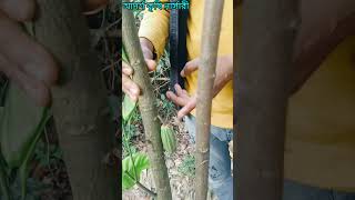 কোকো বা কোখোয়া ফলের কলম গাছ নিতে আমাদের সাথে যোগাযোগ করুন। ০১৭৭৩৮৫৩৭৫৩