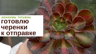 Готовлю черенки к отправке