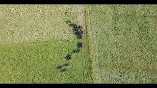 Easily Moving 100% Grass Fed Cows from One Paddock to the Next