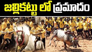 జల్లికట్టు లో ప్రమాదం | Tragedy in Tamil Nadu Jallikattu | Jallikattu Bulls | iNews