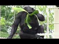 カズミと生後一か月の赤ちゃんチンパンジー22 kazumi u0026 one month old baby chimpanzee