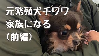 【保護犬】譲渡会で出会った臆病なチワワ。#元繁殖犬 #チワワ#譲渡会 #お迎え