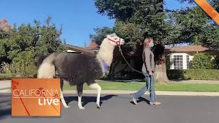 Meet Sherman the Lovable Llama | California Live | NBCLA