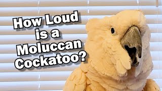 How Loud is a Moluccan Cockatoo?  What You Need to Know Before You Adopt (sound warning)