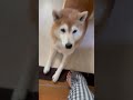 柴犬福 洗面所で姉待ちの柴犬🤣sister and shiba🤣 姉と柴 shorts funnydog dogshorts funny shiba 柴犬 시바견