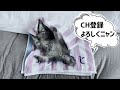 保護1ヶ月で元野良猫が大天使になりました……