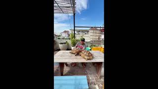 អណ្ដើកយក្សខ្មែរខាំគ្នា😱😱🐢🐢 Khmer giant tortoise bites #shortsvideo #sulcata #tortoise video #shorts