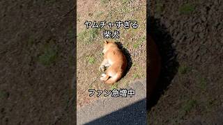 柴犬コロ ヤムチャすぎる柴犬😂 #柴犬コロ #おもしろ #おすすめ #shibainu #dog #funny #ドラゴンボール #dragonball