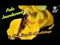 If Syrphid Flies Could Talk... an evening with Pale Jewelweed