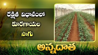 Tips For Vegetable Production | In Net houses