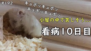 【閲覧注意】聞いた事がない声がします。エサを食べなくなったハムスター　看病10日目