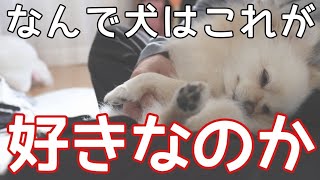 犬が撫でられる事が好きな理由【犬の気持ち】