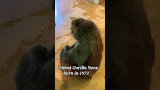 Gorilla Nene at Higashiyama Zoo 🦧🦍 ネネ！ #Gorilla  #Shabani  #シャバーニ