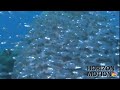 full hd 1080p micronesia chuuk 丘克島 海 海洋 魚 魚群 海底 海底攝影 aq0001014