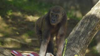 Baby Gorilla Birthday Bash