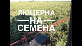 Опрыскивание люцерны инсектицидом/ Люцерна на семена/