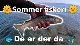 🌞 Sommer fiskeri 🐟 efter havørred 🎣