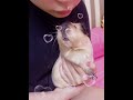 guinea pig reaction mummy kiss vs daddy kiss 媽媽親親 vs 爸爸親親🐽❤️