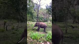 🌿കാട്ടിലൂടെ ഒരു യാത്ര #like #nature #enjoythenatureoftheworld #wildlife #nature