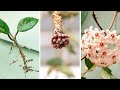 How to Propagate Hoya Carnosa from Stem Cuttings | Hoya Care Tips to Many Blooms