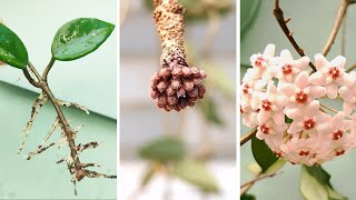 Hoya Carnosa Nasıl Çoğaltılır | Saplardan Hoya Yetiştirin | Birçok Çiçek Açmak İ