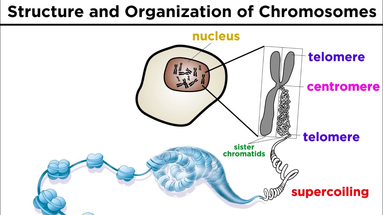 Chromosome Structure