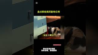 《盘点那些搞笑動物日常 - 12》 #狗 #搞笑 #寵物狗狗精選 #狗狗 #狗狗的心思都写在脸上了 #搞笑视频 #搞笑狗子 #猫咪 #猫咪日常 #猫咪的迷惑行为