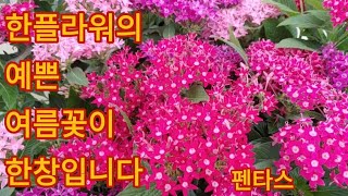 454회. 새로 오픈한 한플라워의 이쁜이들.