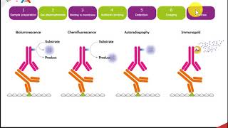 CH450 Chapter 3.2 part 2: Protein Identification and Visualization