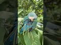 this is how lovebirds make nest in wild