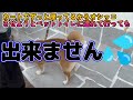 柴犬でんちゃん　2024インターペット大阪はこんな感じでした