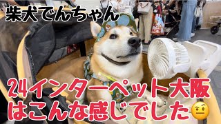 柴犬でんちゃん　2024インターペット大阪はこんな感じでした