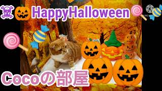 【スコティッシュフォールド】HAPPY HALLOWEENのカボチャにビビるふわふわ猫ちゃんはこちらです…？！