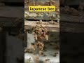 western honeybees and japanese honeybees fighting giant hornets