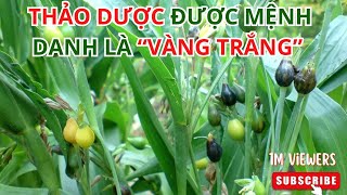 Công Dụng Vàng Của Cây Ý Dĩ – Một Trong 70 Cây Thuốc Nam Theo Quy Định Bộ Y Tế#NTH