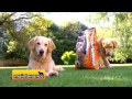 Complete Pet Food Nutrition Video