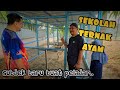 ✅️ PELAJAR MAMPU PELIHARA AYAM DI SEKOLAH. ILMU ALAM HASILKAN MAKANAN SENDIRI.