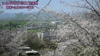 【桜めぐり2023】桜山公園(江北町)、満開（2023年3月28～30日）