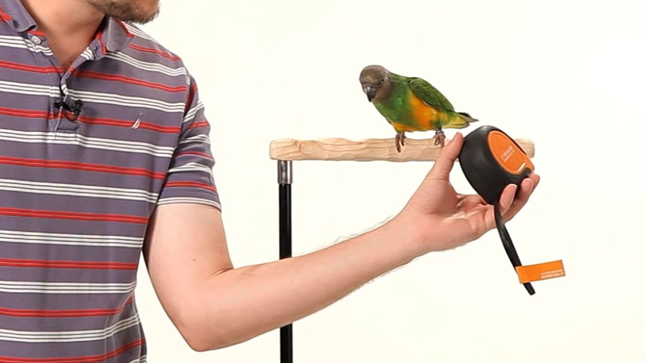 How To Make Your Parrot Less Fearful | Parrot Training - YouTube