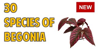 30 BEGONIA VARIETIES WITH NAMES