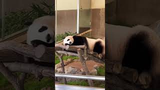 大きなあくび🤭 アドベンチャーワールド🐼 桃浜🐼