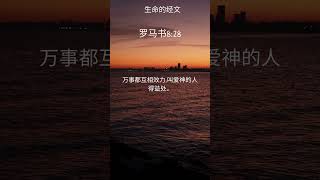 罗马书8 28 #安慰 #爱神 #盼望