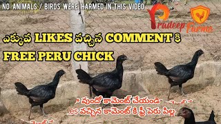 Free Peru Chick - Comment - Like || Pradeep Farms