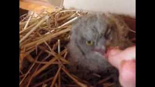 Feeding my Eurasian Scops Owl - Repas de mon Petit Duc