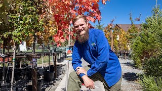 Tree Talk Autumn Blaze Maple