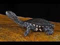 Baby Eastern Long-necked Turtle : Kamp Kenan S3 Episode 5