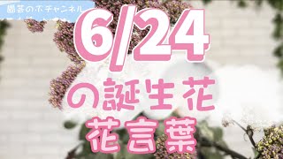 6/24の誕生花と花言葉【園芸のぶチャンネル】【６月】【２４日】【ガーデニング】【雑学】【トリビア】【ユウギリソウ】