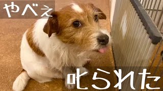 ハンターとしての血が騒ぎ獲物を取ったら叱られた。飼い主に一瞬見せた歯を出した顔、説教して反省する姿/ジャックラッセルテリア