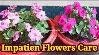 (2) Impatien (ইম্পেচন) flowers ক ইমান সুন্দৰকৈ আপোনাৰ ঘৰত ফুলাবলৈ এইখিনি বস্তু দিয়ক //